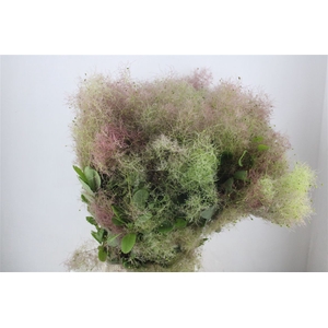 Cotinus Pruik P Bunch