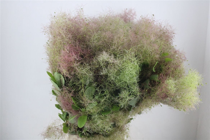 <h4>Cotinus Pruik P Bunch</h4>