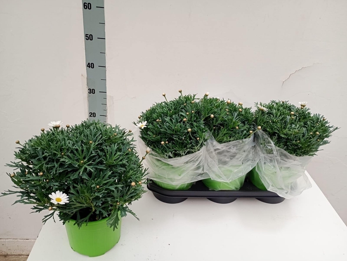 arr8 Arg Stella 2000