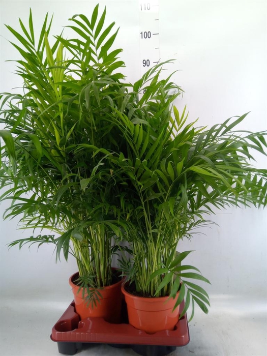 <h4>Chamaedorea elegans</h4>