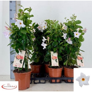 MANDE SUN WHITE