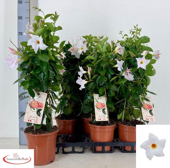 <h4>MANDE SUN WHITE</h4>