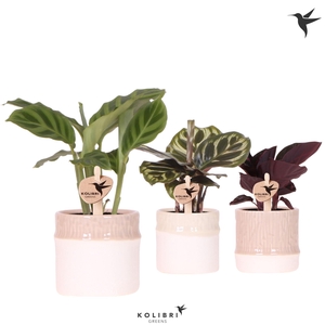Kolibri Greens Calathea mix in Bamboo pot mix
