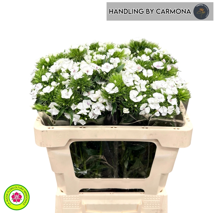 <h4>DI BARB DUKE BRE</h4>