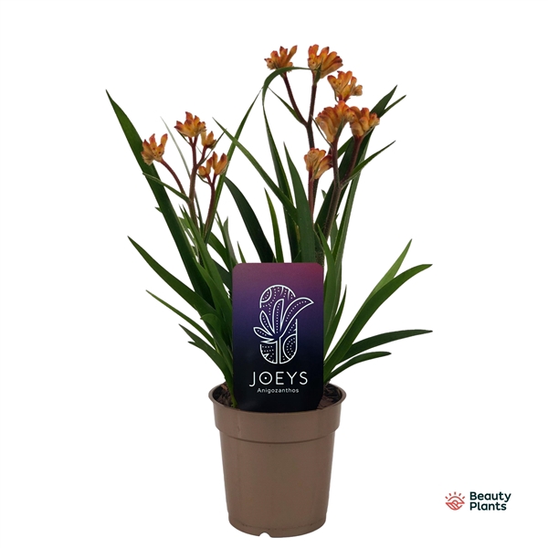 <h4>Anigozanthos Beauty Orange®</h4>