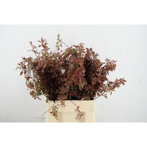 MALUS GORGEOUS BLOSSOM PER STEM 065CM