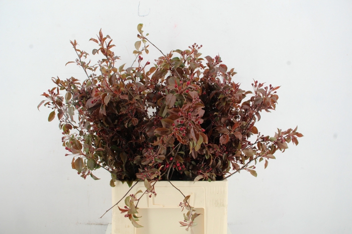 <h4>MALUS GORGEOUS BLOSSOM PER STEM 065CM</h4>