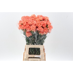 Di St Megan Orange hi