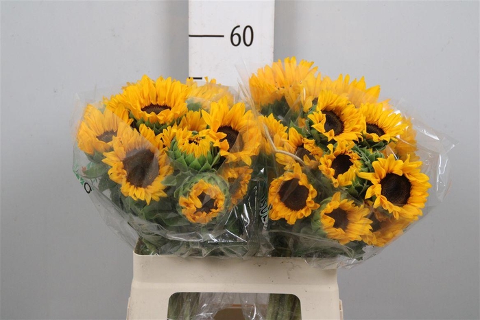 <h4>Heli Orange Fire</h4>