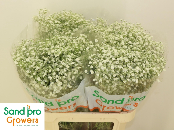 <h4>GYPS PA XLENCE</h4>