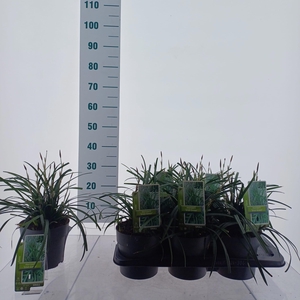 Carex morrowii 'Irish Green'