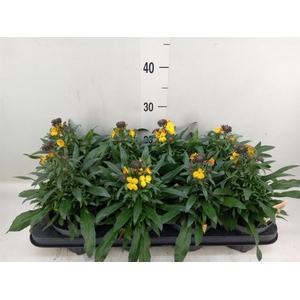 Erysimum  'Fragrant Sunshine'