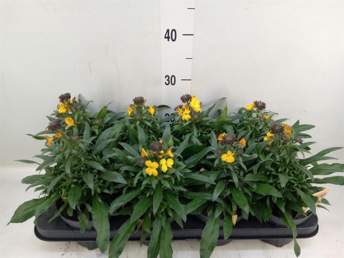 <h4>Erysimum  'Fragrant Sunshine'</h4>