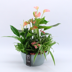 ANCR-2328 Anthurium creatie