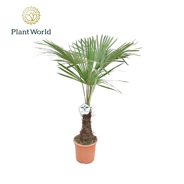 <h4>Trachycarpus Fortuneii / Eagle palm P30 150-160cm *stam 40-50cm* 2024</h4>