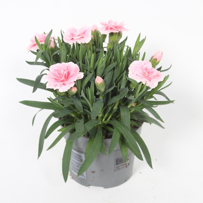 <h4>Dianthus OS Pink p10,5</h4>