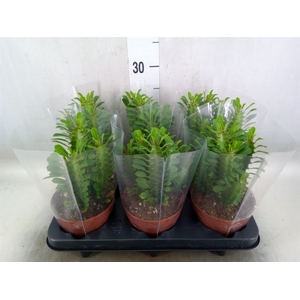 Euphorbia trigona