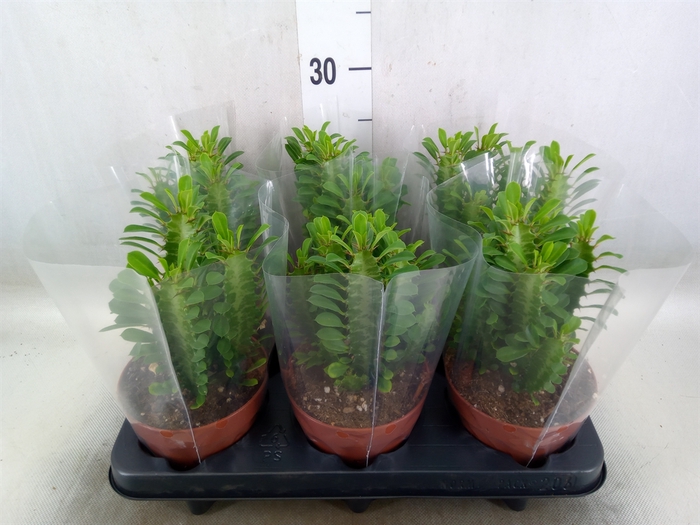 <h4>Euphorbia trigona</h4>