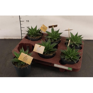 Gasteraloe 10.5 Cm. P. Aurora