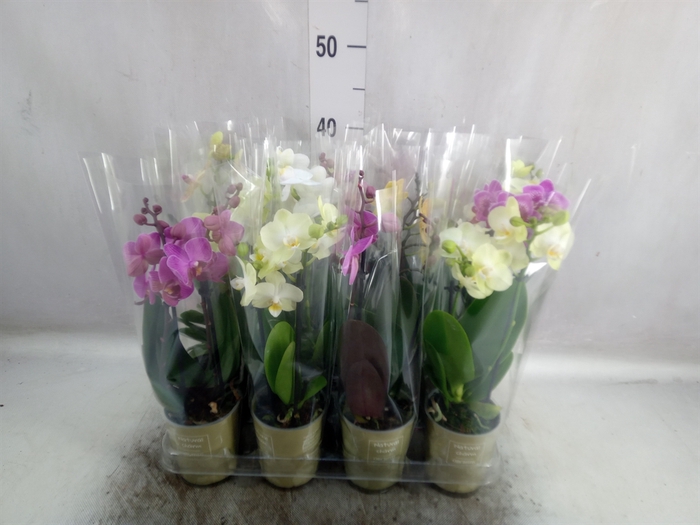 <h4>Phalaenopsis   ...mix</h4>