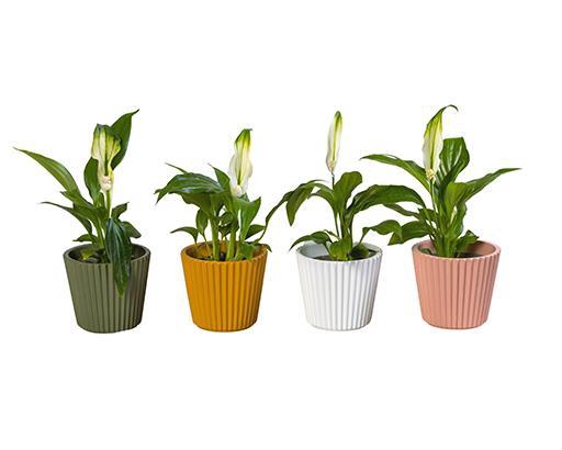 <h4>SPATHIPHYLLUM P6 L 65913</h4>