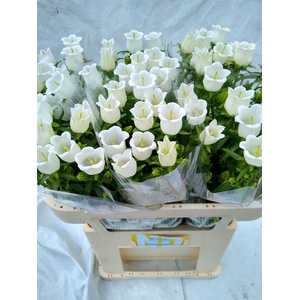 Camp M Champion Whit