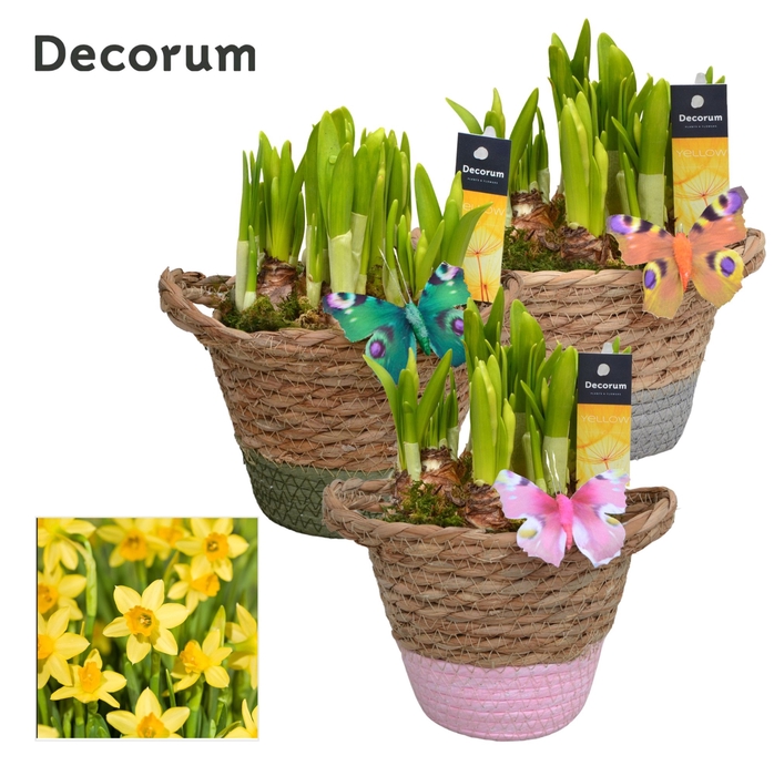 <h4>Narcis Basket Colour GM HL14867</h4>