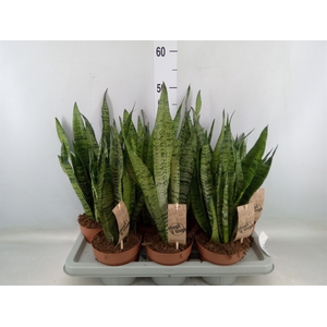 Sansevieria zeylanica