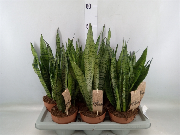 <h4>Sansevieria zeylanica</h4>