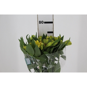ALSTROEMERIA CARIBBEAN 080 CM