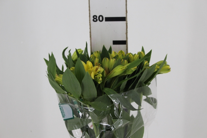 <h4>ALSTROEMERIA CARIBBEAN 080 CM</h4>