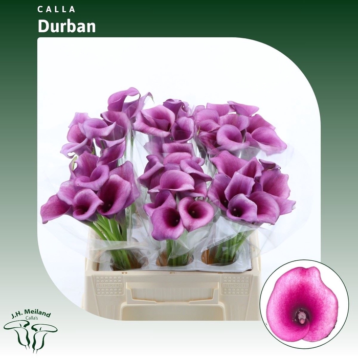 <h4>Calla Durban</h4>