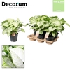 Syngonium White Butterfly Feel Green (Decorum)