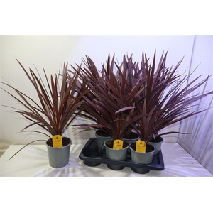 arr8 Cord Aus Red Star