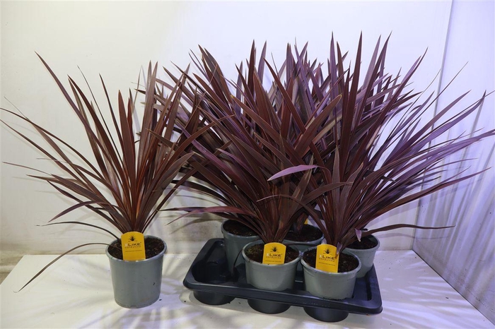 <h4>arr8 Cord Aus Red Star</h4>