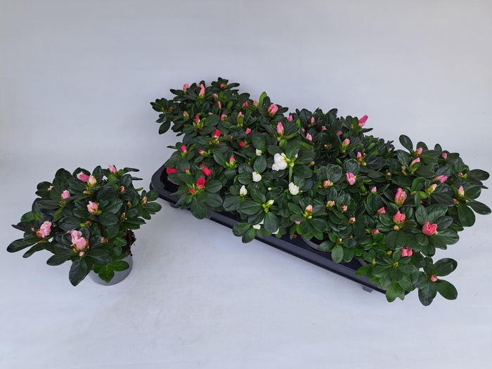 <h4>RHODO SI GEM 5 SRT</h4>