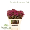 Berzelia Squarrosa Pink