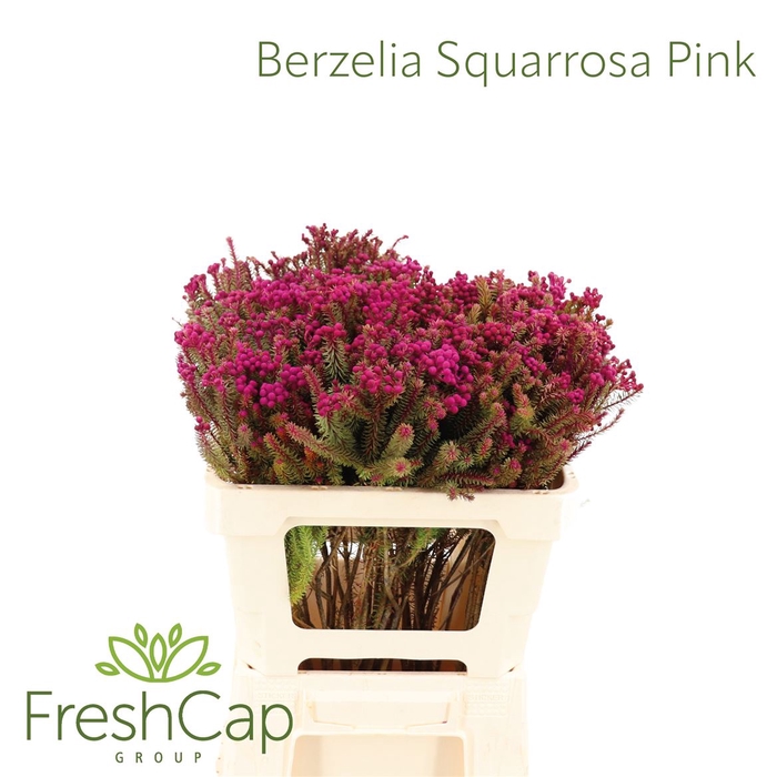 Berzelia Squarrosa Pink