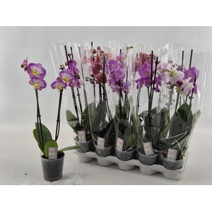PHAL GEM