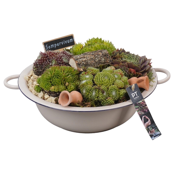 <h4>Arr.  Sempervivum L%</h4>