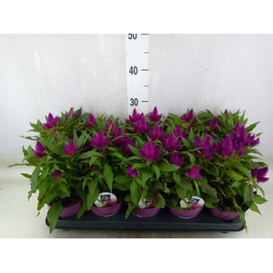 Celosia arg. SP 'Deep Purple'