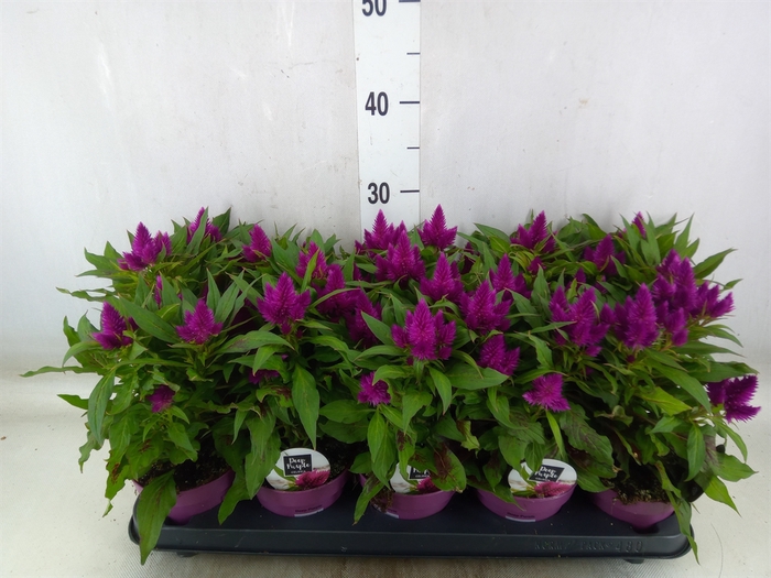 <h4>Celosia arg. SP 'Deep Purple'</h4>