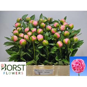 PAEONIA HYBR. 'ETCHED SALMON'