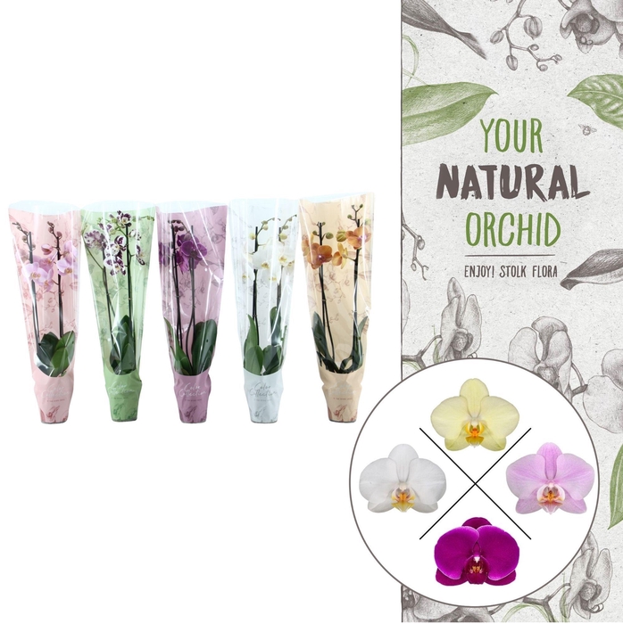 <h4>Color Collection | Ton Sur Ton Mix | Phalaenopsis 2 spike</h4>