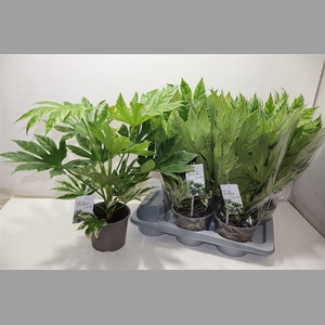 Fatsia Variegata