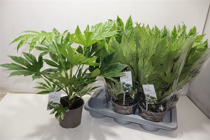 <h4>Fatsia Variegata</h4>