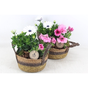 arr4 Outdoor PL - Zeegras mand oor 285/5