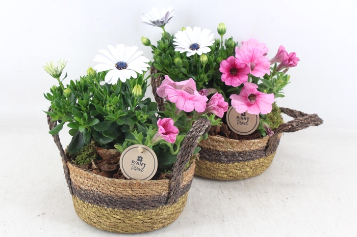 <h4>arr4 Outdoor PL - Zeegras mand oor 285/5</h4>