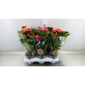 Anthurium andr. 'Micra'