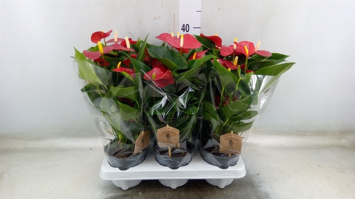 <h4>Anthurium andr. 'Micra'</h4>